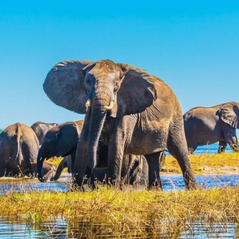 7 Days Adventure Safari