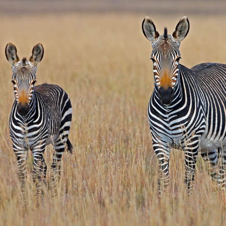 Ngorongoro Conservation Area