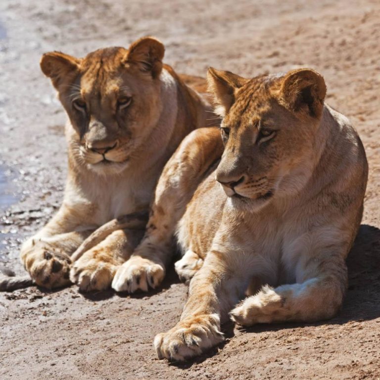 6 Days Safari