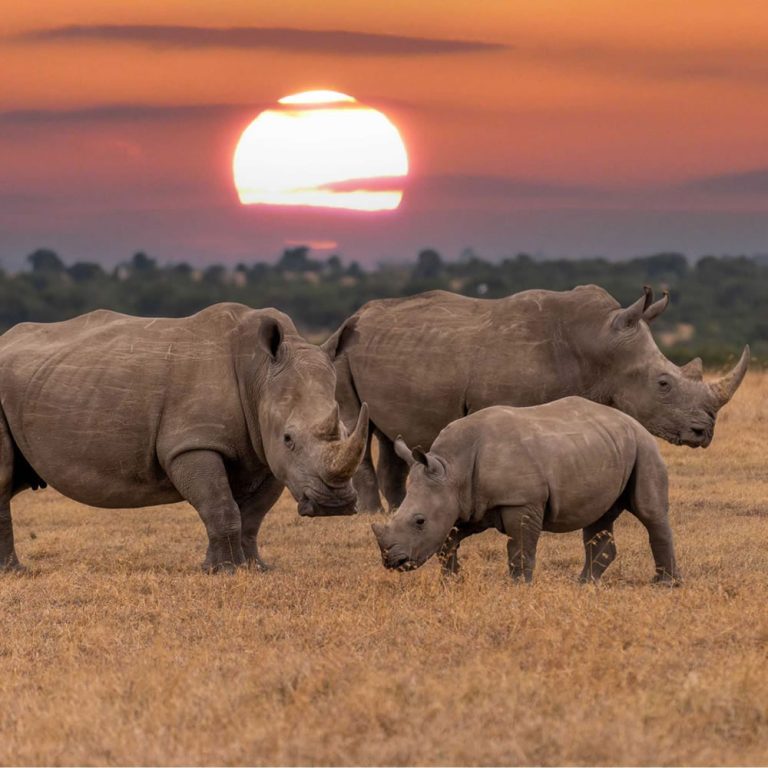 5 Days Tanzania Safaris