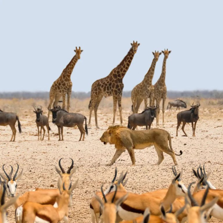 8-Day Classic Tanzania Safari Itinerary