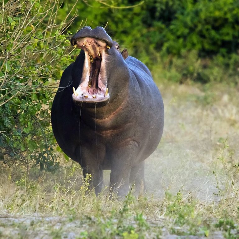 9-Day Signature Tanzania Safari